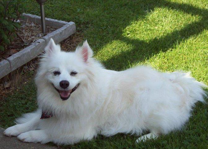 Dog Palace: Service Image-1