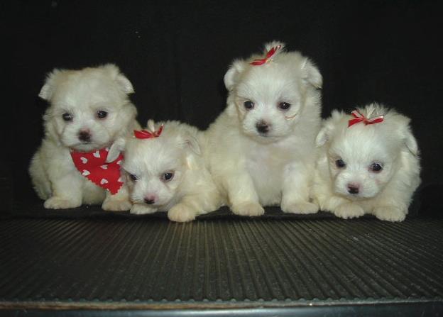 Dog Palace: Service Image-2