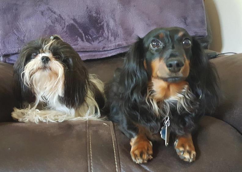 Dog Palace: Service Image-3 Dog Palace: Service Image-3