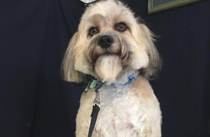 Dog Palace: Service Image-0